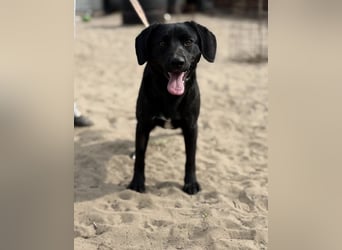 Arnold – pfiffige Schmusebacke sucht ein Körbchen 