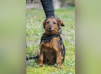 Szakáll SI – sanfter, anhänglicher Junghund sucht sein Zuhause 