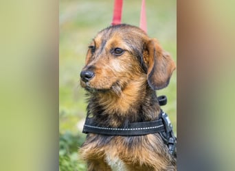 Bajusz SI – vorsichtiger, liebevoller Junghund sucht seine Menschen 