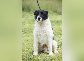 Aldo - Fundhund möchte endlich ein Zuhause