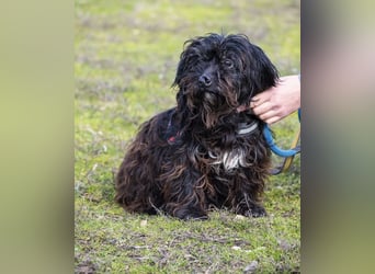 KÓCI SI – liebe, ältere Hündin sucht ein ruhiges Zuhause