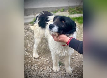 Aldo - Fundhund möchte endlich ein Zuhause