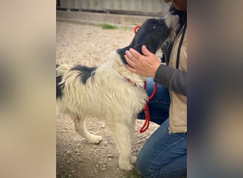 Aldo - Fundhund möchte endlich ein Zuhause