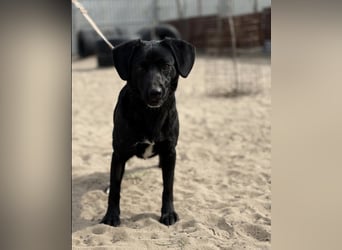 Arnold – pfiffige Schmusebacke sucht ein Körbchen 