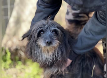 Axel LM – zutraulicher, freundlicher Begleiter sucht sein Zuhause 