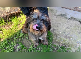 Adolf LM – freundlicher Rüde sucht sein Zuhause 