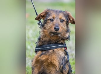 Szakáll SI – sanfter, anhänglicher Junghund sucht sein Zuhause 