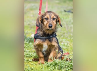 Bajusz SI – vorsichtiger, liebevoller Junghund sucht seine Menschen 