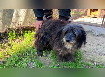 Axel LM – zutraulicher, freundlicher Begleiter sucht sein Zuhause 