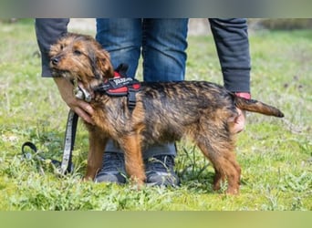 Szakáll SI – sanfter, anhänglicher Junghund sucht sein Zuhause 