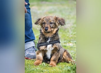 Csigusz SI – fröhlicher, offener Junghund sucht Abenteuer ✨