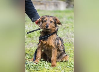 Szakáll SI – sanfter, anhänglicher Junghund sucht sein Zuhause 