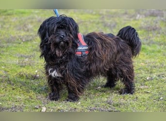 KÓCI SI – liebe, ältere Hündin sucht ein ruhiges Zuhause