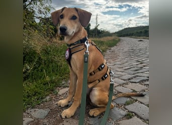 aktiver, fröhlicher FILOU sucht seine Menschen