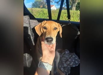 aktiver, fröhlicher FILOU sucht seine Menschen
