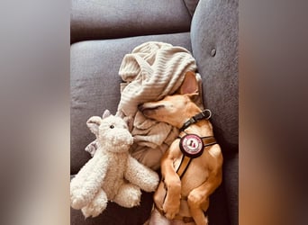 aktiver, fröhlicher FILOU sucht seine Menschen