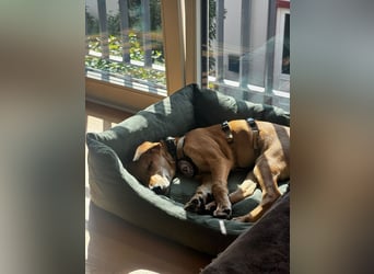 aktiver, fröhlicher FILOU sucht seine Menschen