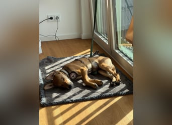 aktiver, fröhlicher FILOU sucht seine Menschen