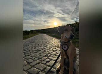 aktiver, fröhlicher FILOU sucht seine Menschen