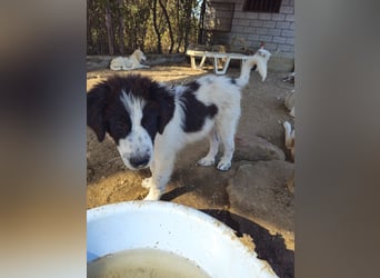 Hund Welpe Rüde Sam Tierschutz