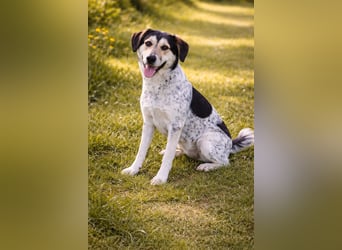 Hund Rüde Tierschutz Bundesweite Vermittlung