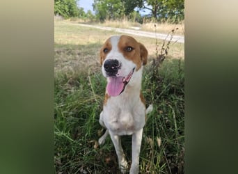 Hund Rüde Tierschutz Bundesweite Vermittlung