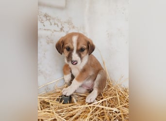 Hund Hündin Welpe Tierschutz Bundesweite Vermittlung