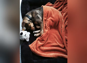 Hund Rüde Welpe Tierschutz Bundesweite Vermittlung