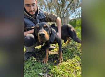 Hund Rüde Tierschutz Bundesweite Vermittlung