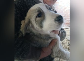 Hund Hündin Welpe Tierschutz Bundesweite Vermittlung