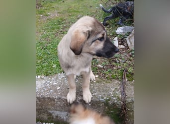 Hund Hündin Welpe Tierschutz Bundesweite Vermittlung
