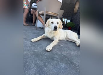 Hund Hündin Tierschutz kastriert Bundesweite Vermittlung