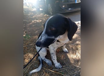 Hund Hündin Welpe Tierschutz Bundesweite Vermittlung