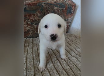 Hund Hündin Welpe Tierschutz Bundesweite Vermittlung