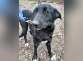 Hund Hündin Tierschutz Kastriert Bundesweite Vermittlung