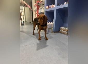 Hund Rüde Tierschutz Bundesweite Vermittlung