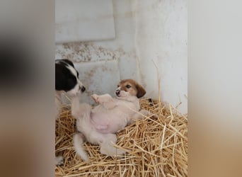 Hund Rüde Tierschutz Welpe Tierschutz Bundesweite Vermittlung