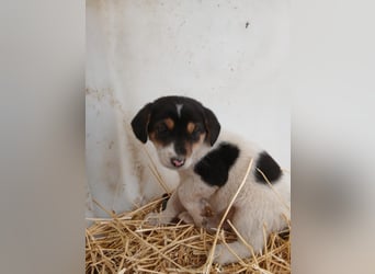 Hund Rüde Welpe Tierschutz Bundesweite Vermittlung