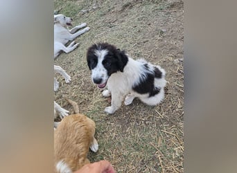 Hund Welpe Rüde Sam Tierschutz