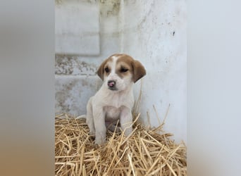 Hund Hündin Welpe Tierschutz Bundesweite Vermittlung