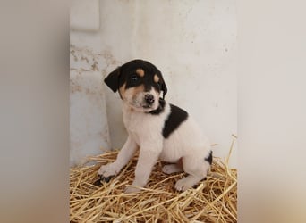 Hund Hündin Welpe Tierschutz Bundesweite Vermittlung