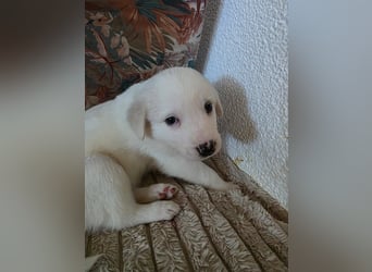 Hund Hündin Welpe Tierschutz Bundesweite Vermittlung