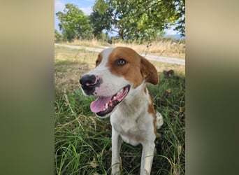 Hund Rüde Tierschutz Bundesweite Vermittlung