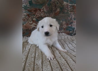 Hund Hündin Welpe Tierschutz Bundesweite Vermittlung