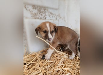 Hund Hündin Welpe Tierschutz Bundesweite Vermittlung