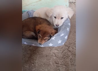 Hund Rüde Tierschutz Welpe Bundesweite Vermittlung