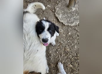 Hund Welpe Rüde Sam Tierschutz