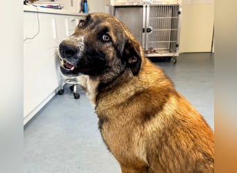 Hund Hündin Tierschutz Kastriert Bundesweite Vermittlung