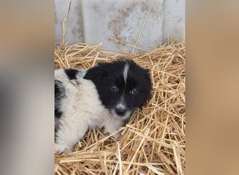 Hund Rüde Welpe Tierschutz Bundesweite Vermittlung