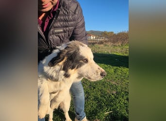 Hund Welpe Rüde Sam Tierschutz